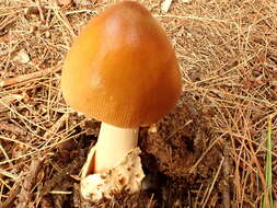 Image of Amanita sinicoflava Tulloss 1988