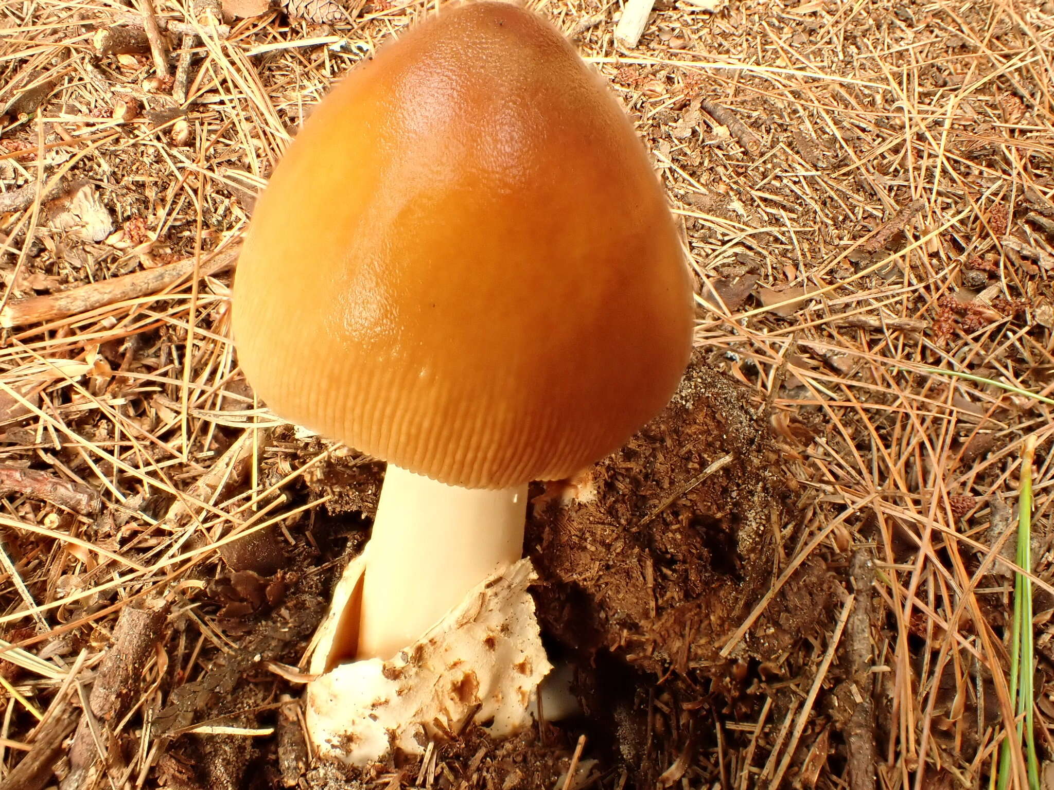 Image of Amanita sinicoflava Tulloss 1988