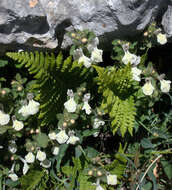 Image of Stachys corsica Pers.