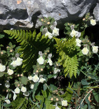 Слика од Stachys corsica Pers.