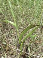 Platanthera integra (Nutt.) A. Gray ex L. C. Beck的圖片