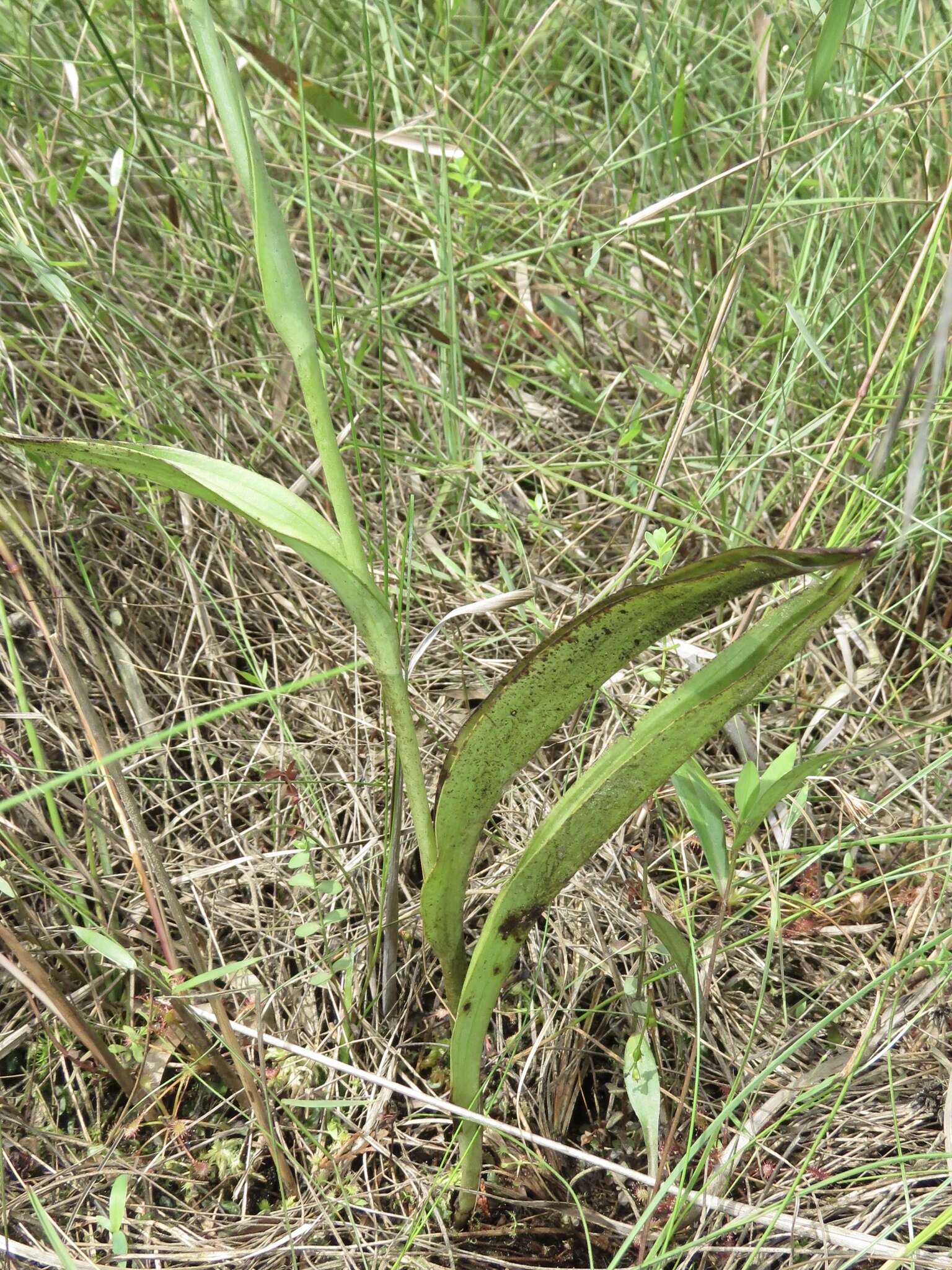 Platanthera integra (Nutt.) A. Gray ex L. C. Beck的圖片