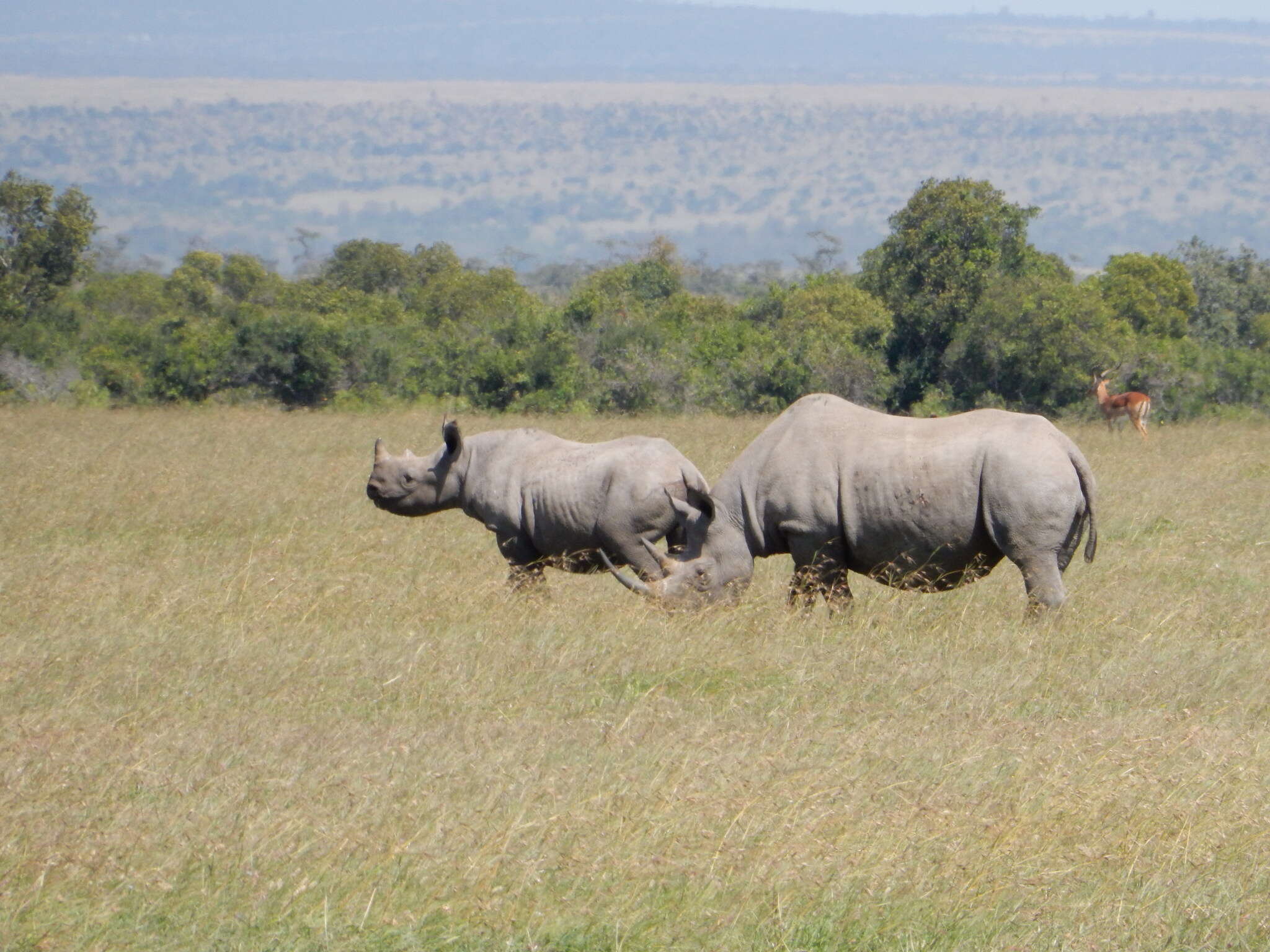 Image of Black Rhinoceros