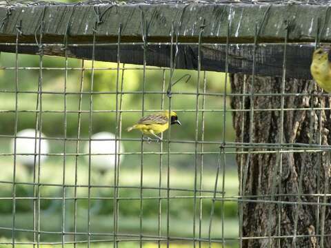 Image of Little Weaver