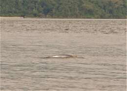 Image of Estuarine Dolphin