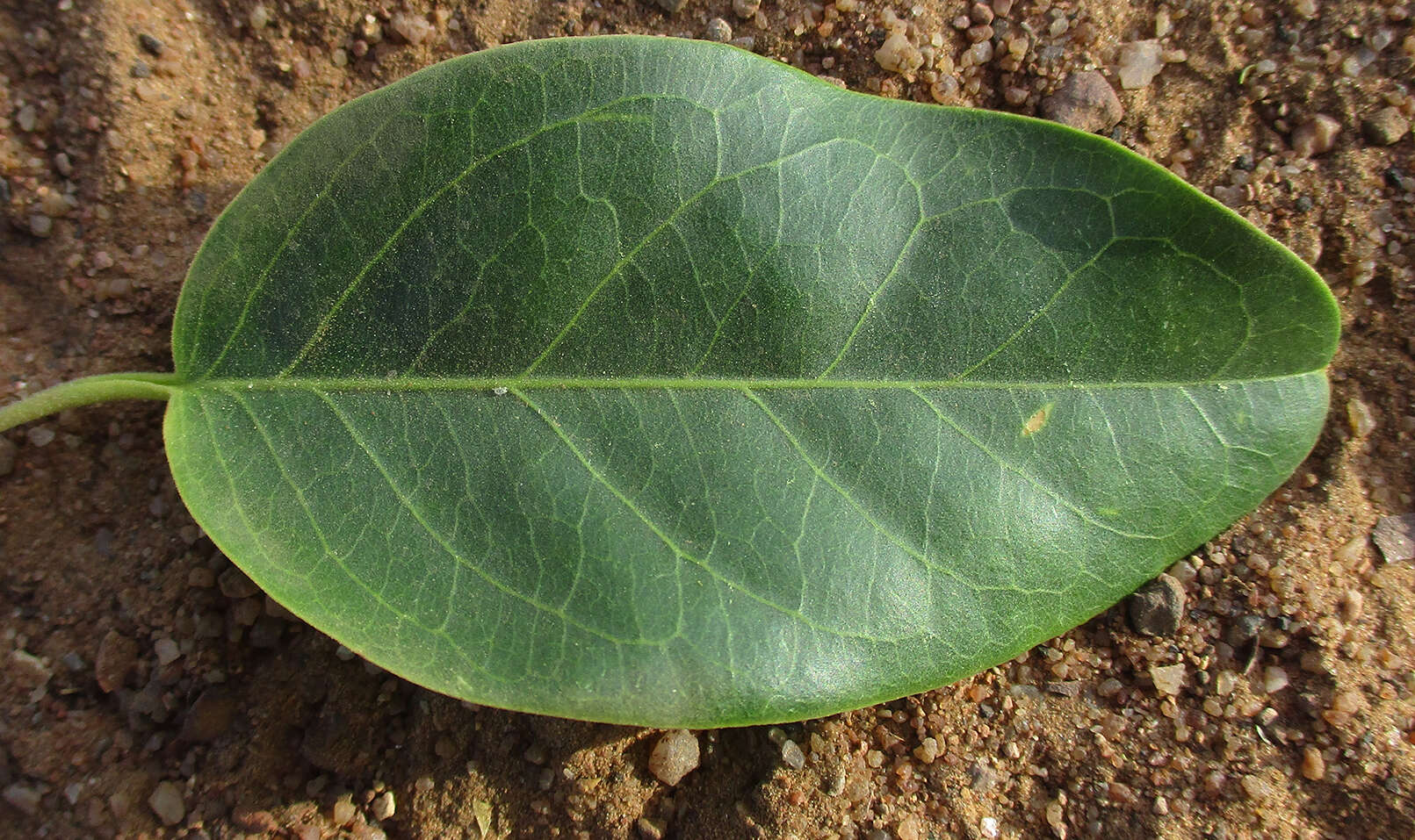 Image of Maerua angolensis subsp. angolensis