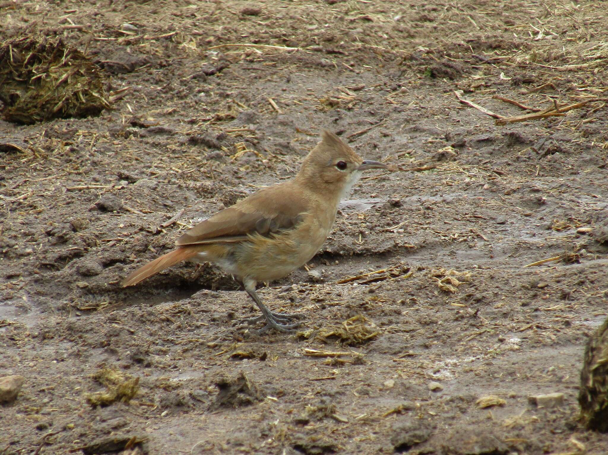 Image of Crested Hornero