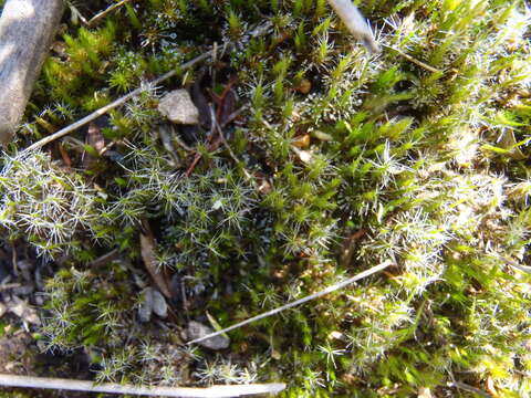 Image of campylopus moss