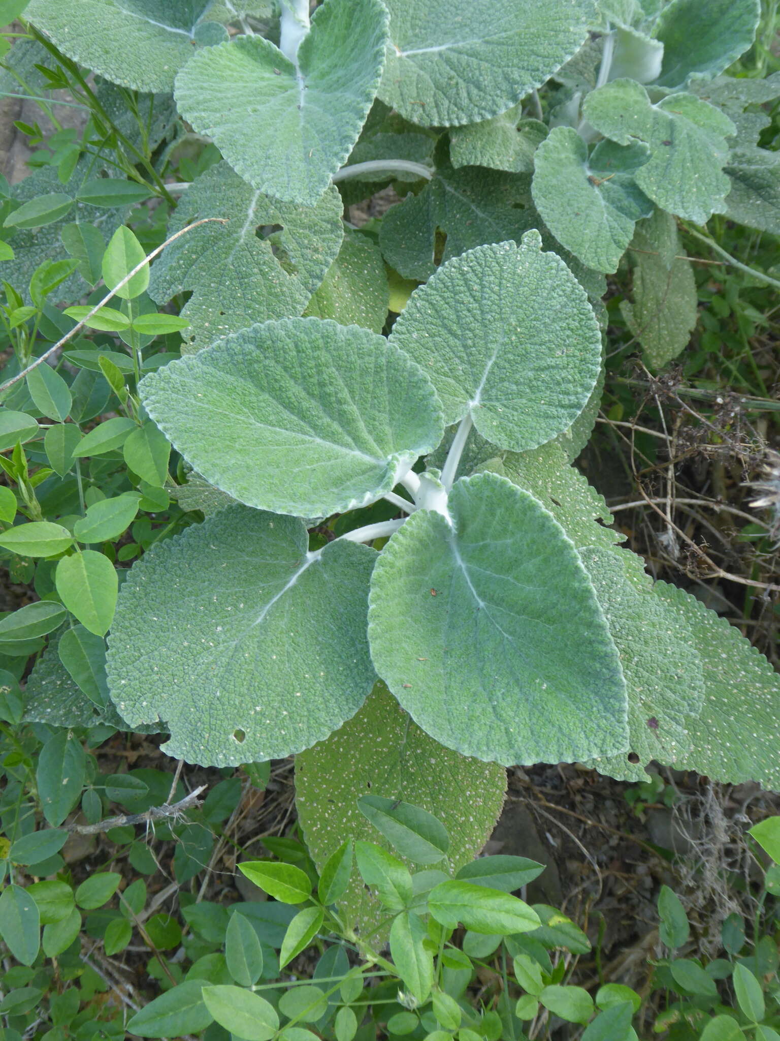 Слика од Sideritis macrostachyos Poir.