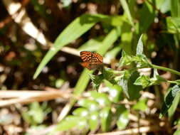 Antillea pelops Drury 1773 resmi