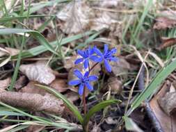 Image of Scilla vindobonensis Speta