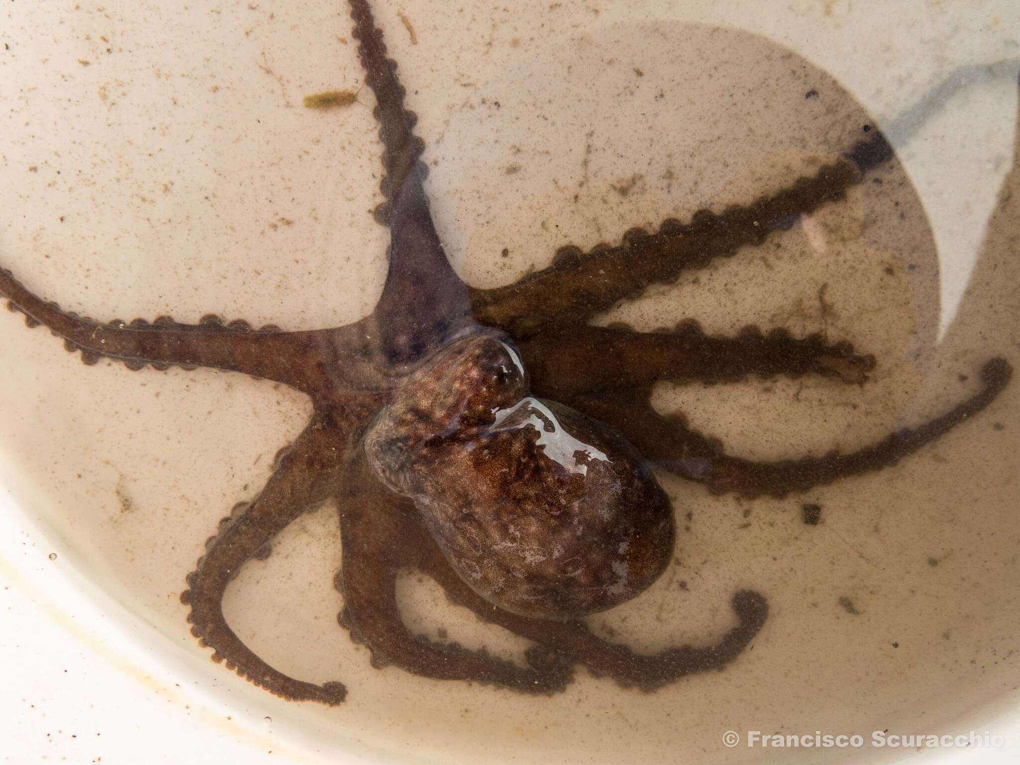 Image of Tehuelche octopus