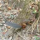 Image of African Palm Squirrel