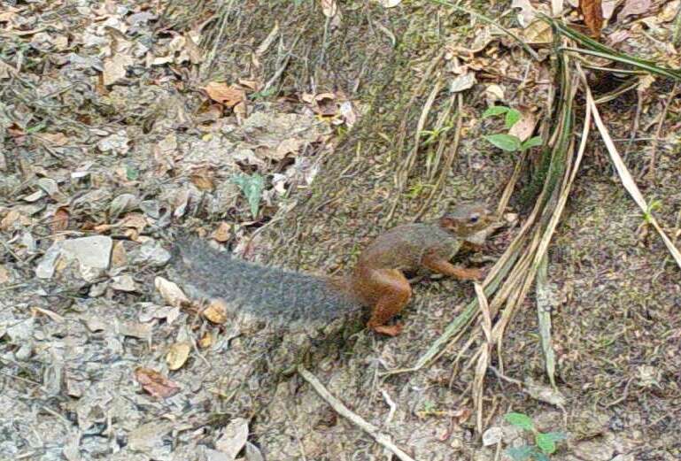 Image of Splendid-tailed Squirrel