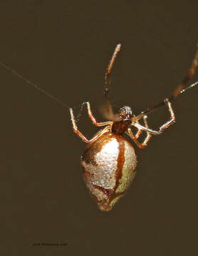 Image of Argyrodes elevatus Taczanowski 1873