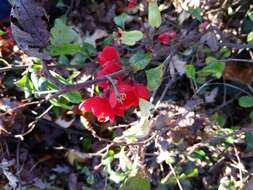 Image of flowering quince