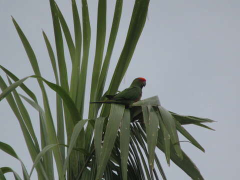 Image de Conure à tête d'or