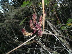 Image of Cussonia thyrsiflora Thunb.