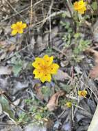 Imagem de Bidens ocellatus (Greenm.) T. E. Melchert