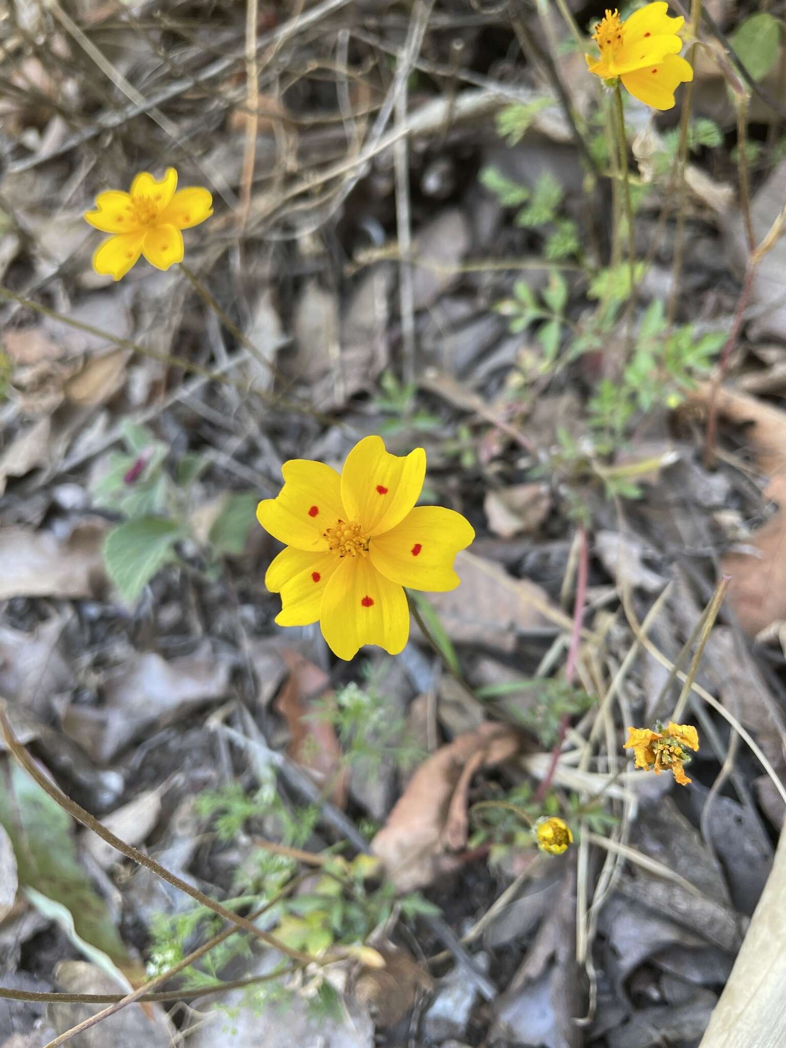 Image of Bidens ocellatus (Greenm.) T. E. Melchert