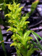 Disa cylindrica (Thunb.) Sw. resmi