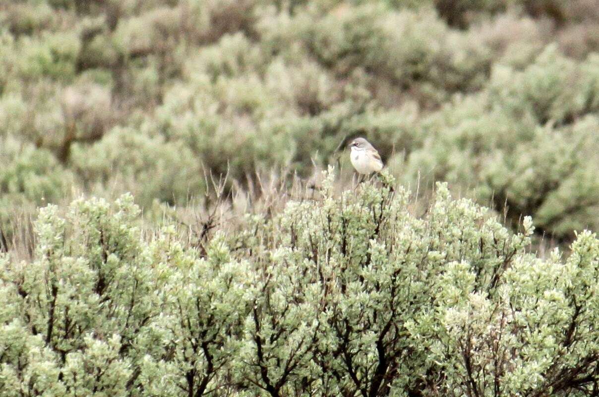 Image of Sagebrush Sparrow