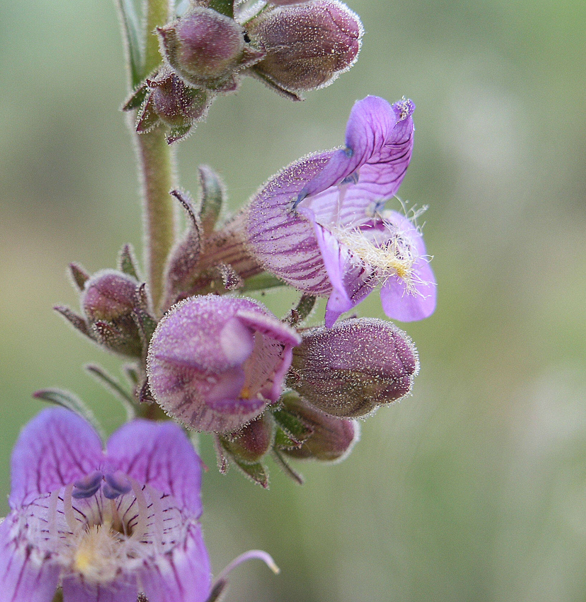 Image of coiled anther penstemon