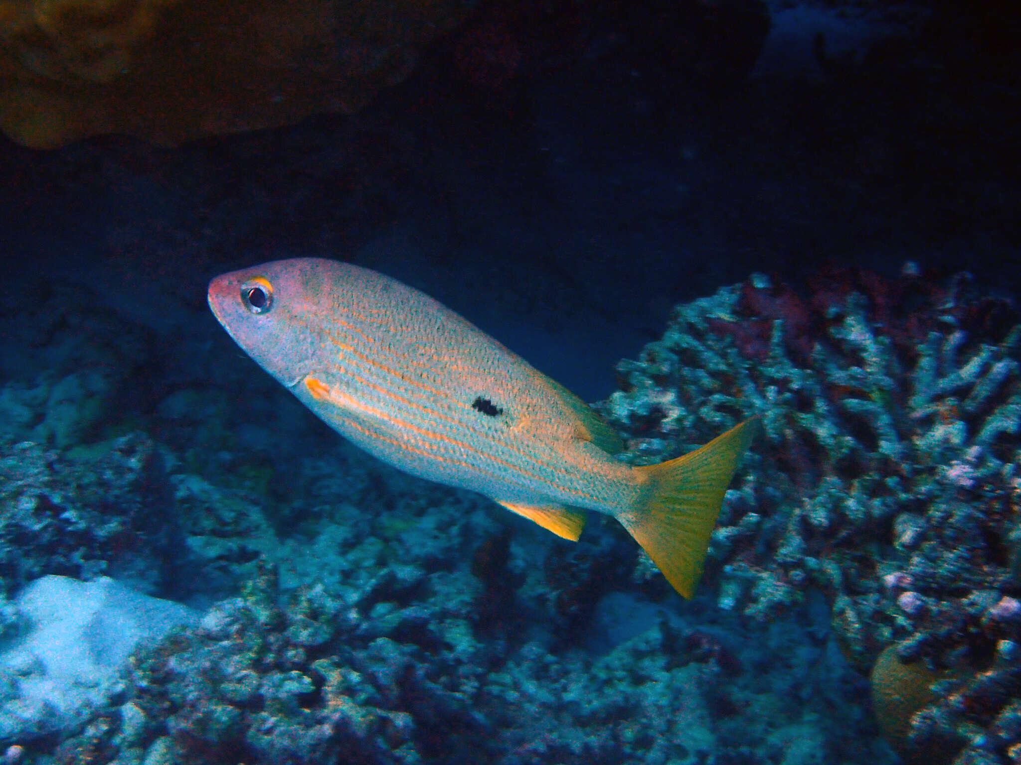 Image of Golden-lined snapper