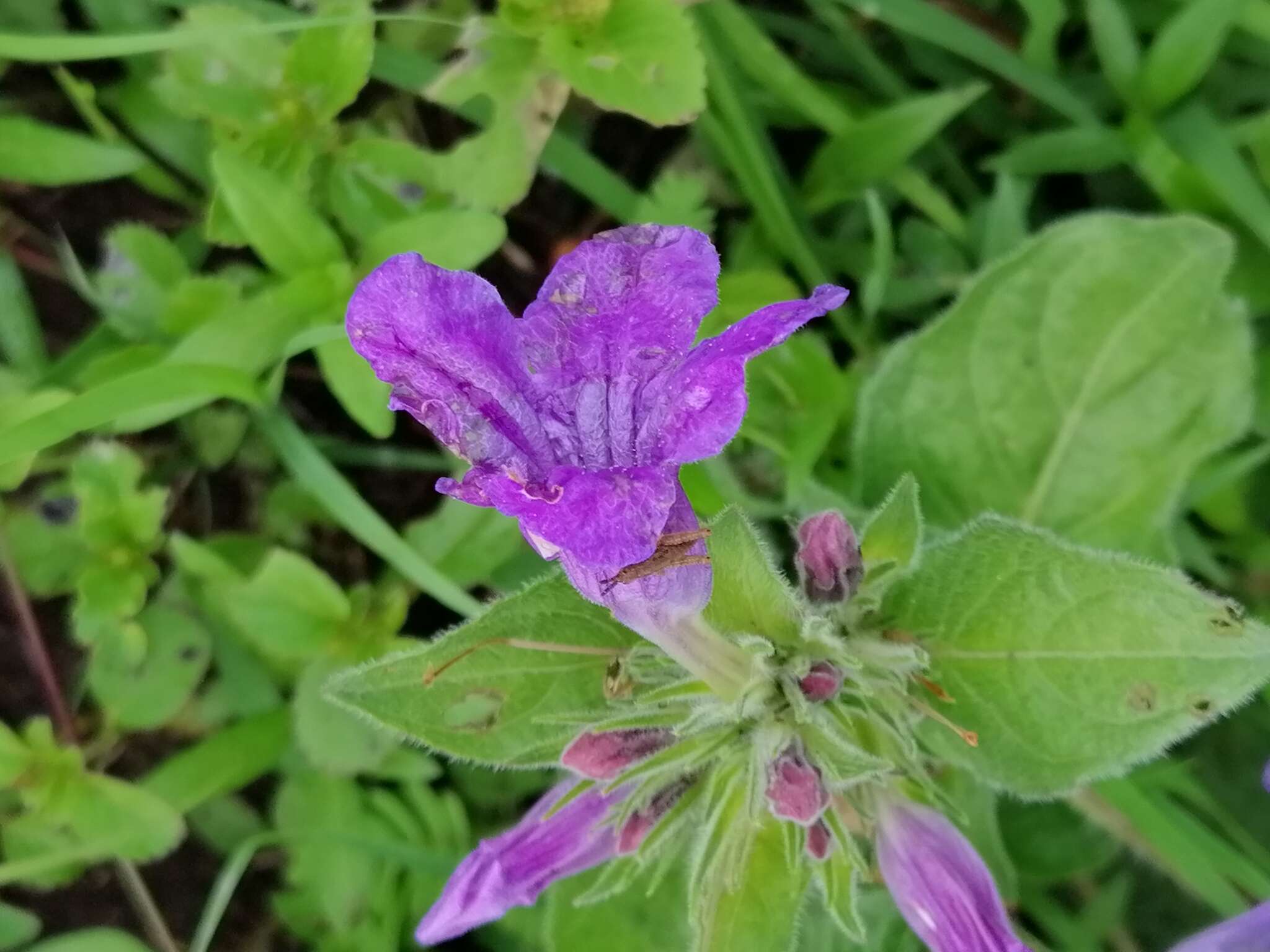 Plancia ëd Ruellia lactea Cav.