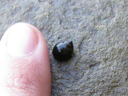 Image of eroded periwinkle