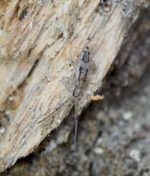 Image de Entomobrya muscorum (Nicolet & H 1842)