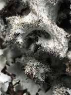 Image of parmotrema lichen