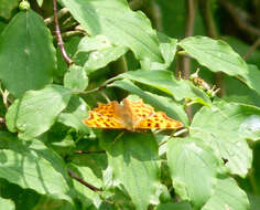 Image of Comma