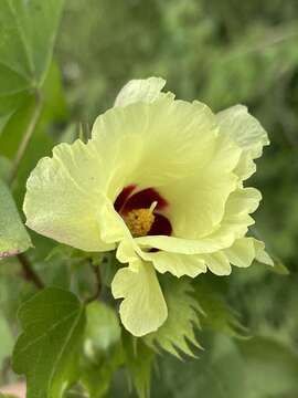 Image of Gossypium herbaceum subsp. africanum (Watt) Vollesen