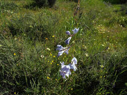 Image of Ixia rapunculoides Redouté