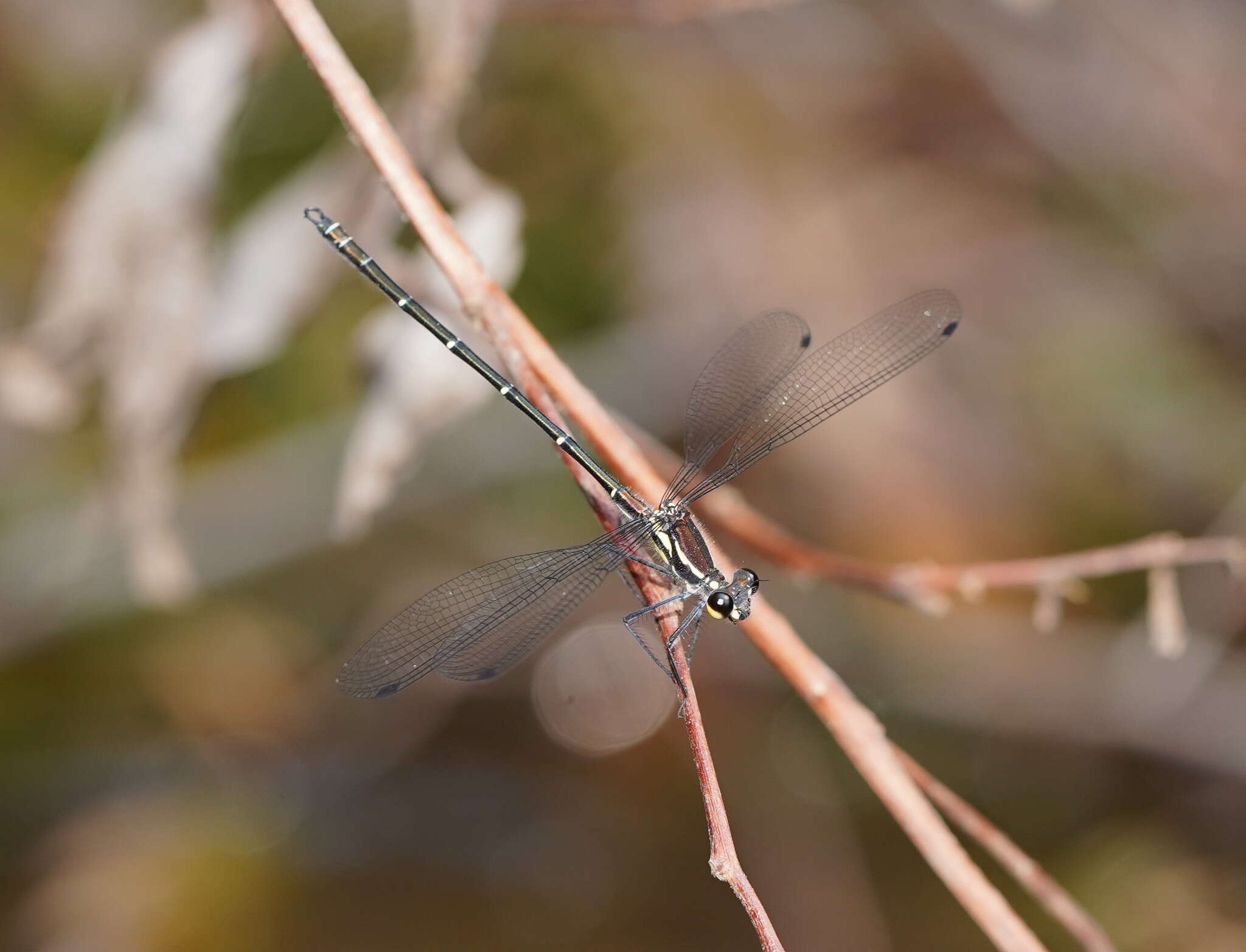 Image of Sydney flatwing