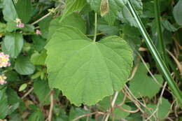 Image of heartleaf peppervine