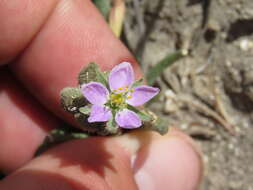 Image of sticky sandspurry