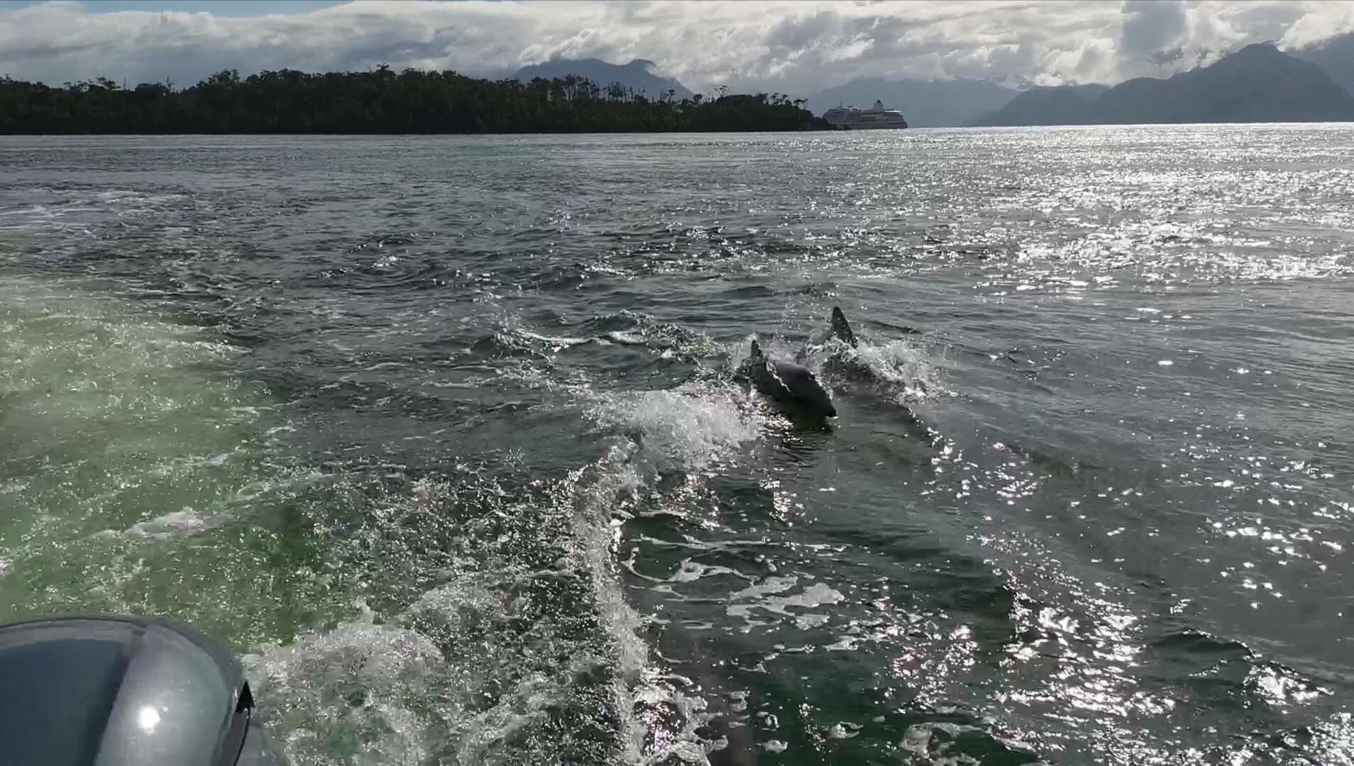 Image of Black Chilean Dolphin