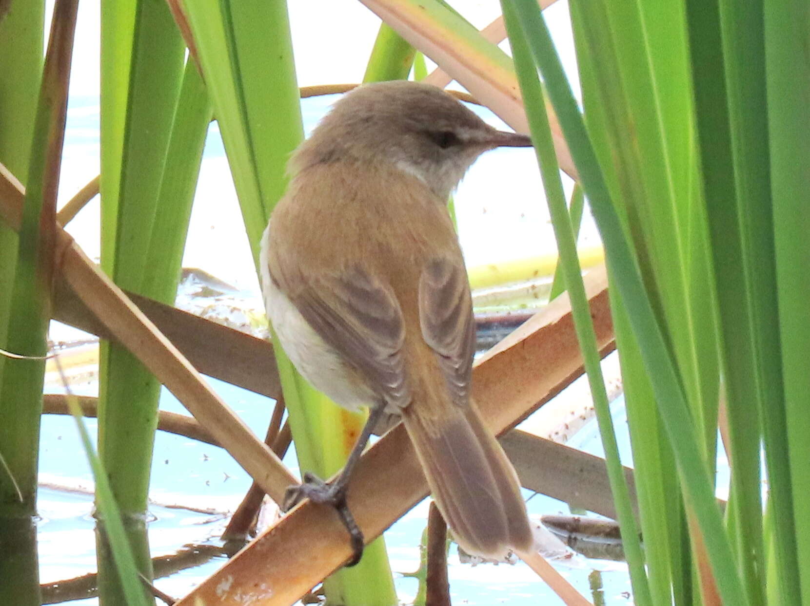 Imagem de Acrocephalus gracilirostris gracilirostris (Hartlaub 1864)