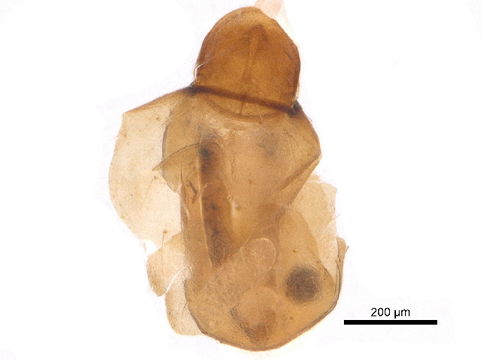 Image of Synichotritiidae