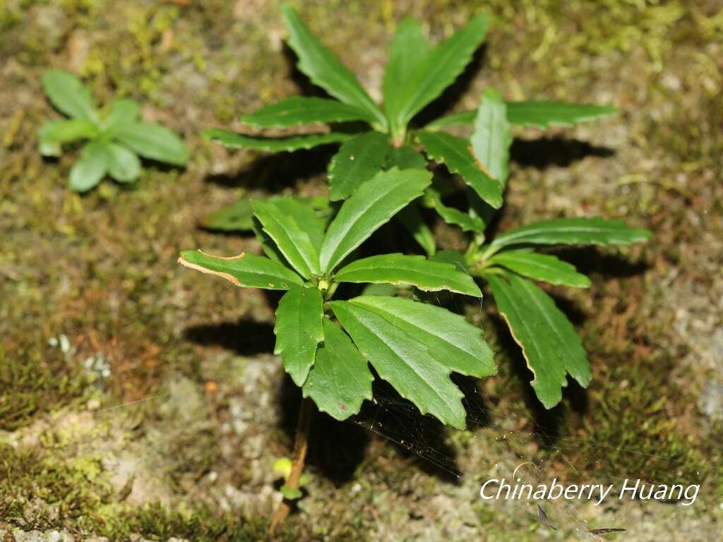 Imagem de Lysionotus pauciflorus var. pauciflorus