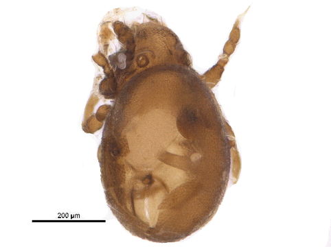 Image of Hermanniellidae