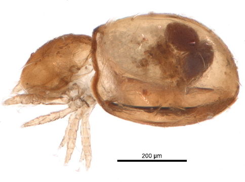 Image of Synichotritiidae