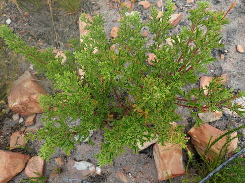 Image of Pelargonium ternatum (L. fil.) Jacq.