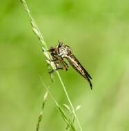 Image of Cerdistus rusticanoides Hardy 1926