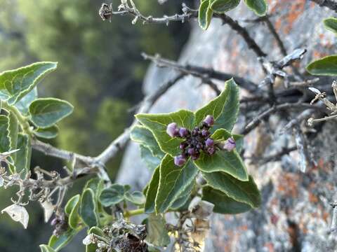 Image of Teedia pubescens Burch.