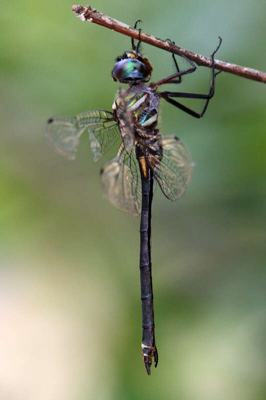 Image of Treetop Emerald