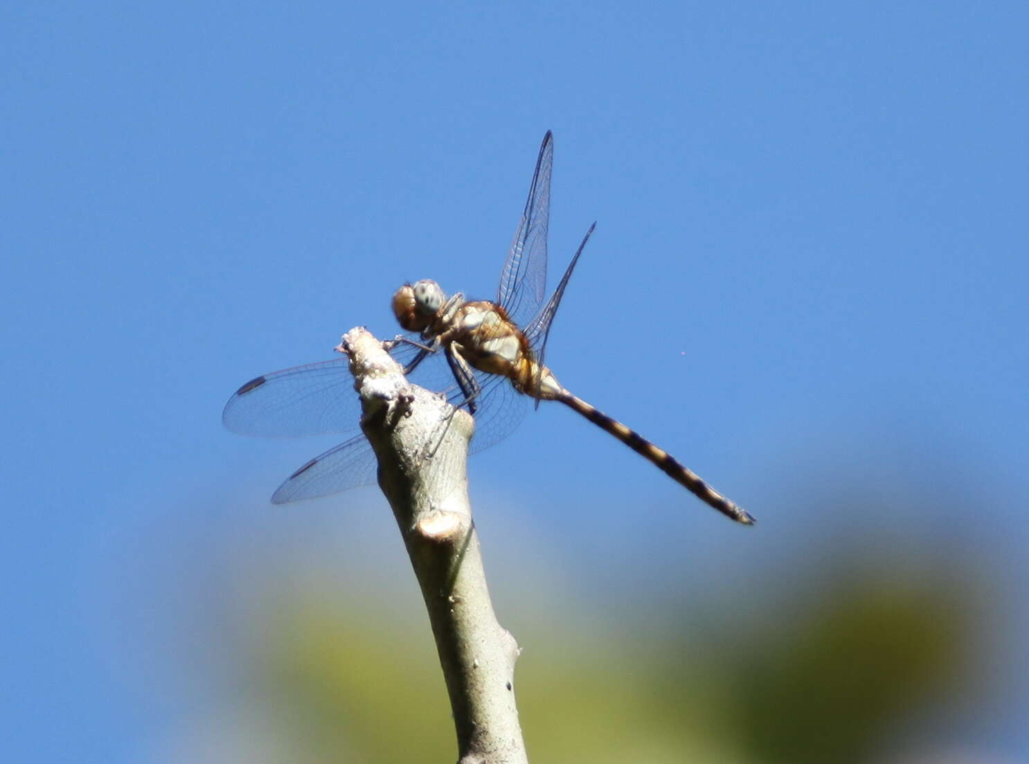 Слика од Orthetrum brachiale (Palisot de Beauvois 1817)