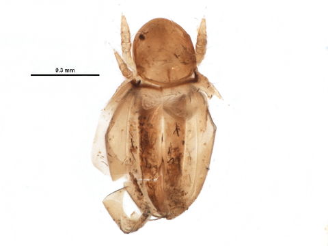 Image of Synichotritiidae